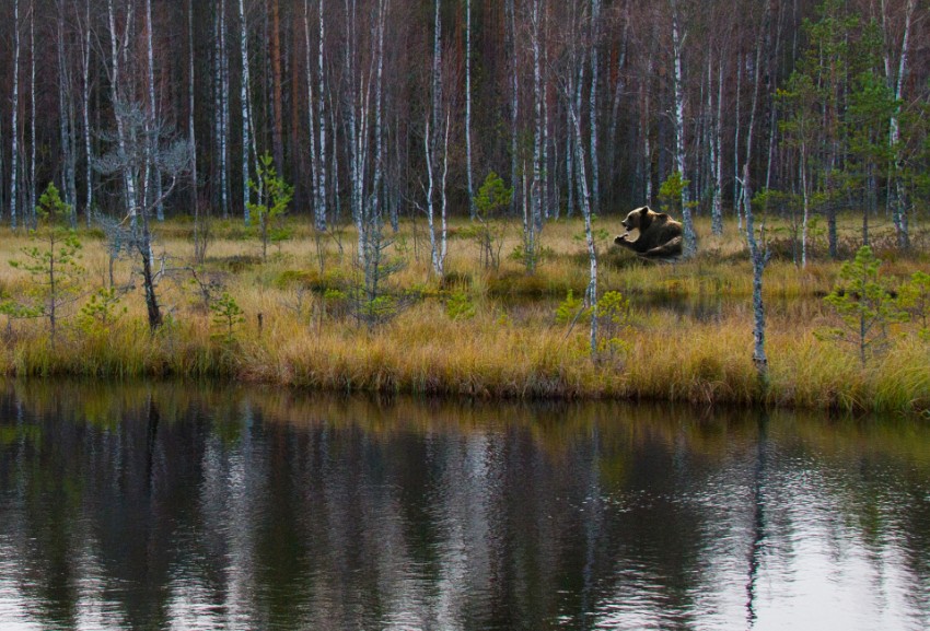 07 karhu-rannalla.jpg